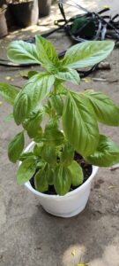 Basil