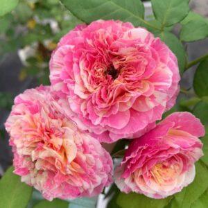 claude monet rose