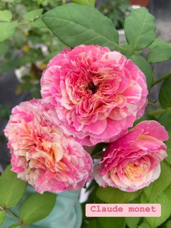 claude monet rose