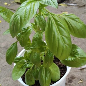 Basil